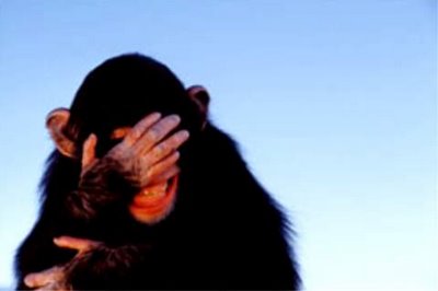 chimpance-risa.jpg