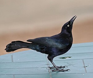 300px-Carib_Grackle_Male.jpg