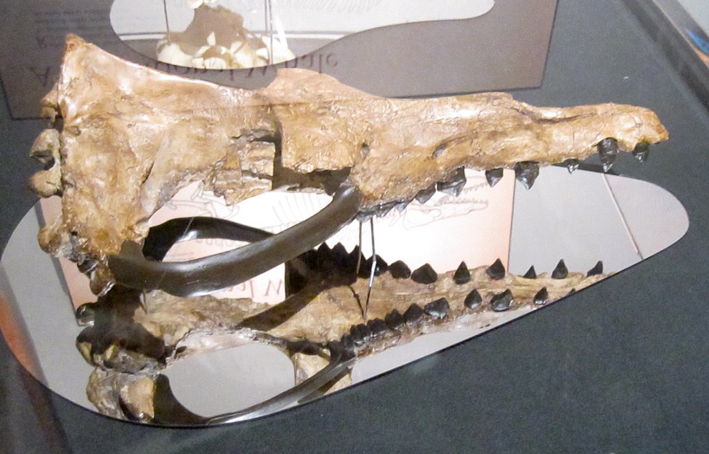 1024px-Rodhocetus_skull.jpg