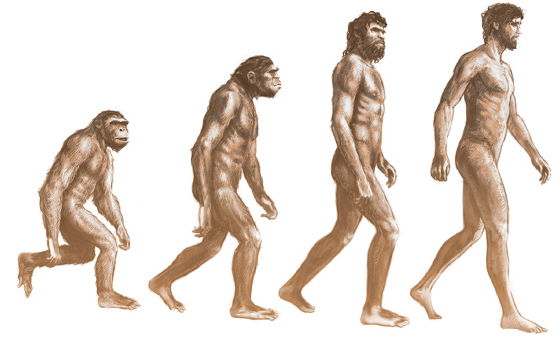 Proceso evolutivo desde el simio hasta el ser humano