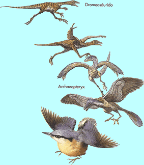 evolucion-aves.gif