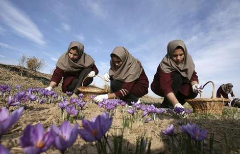 00000059-mujeres-iranies-colectando-flores.jpg