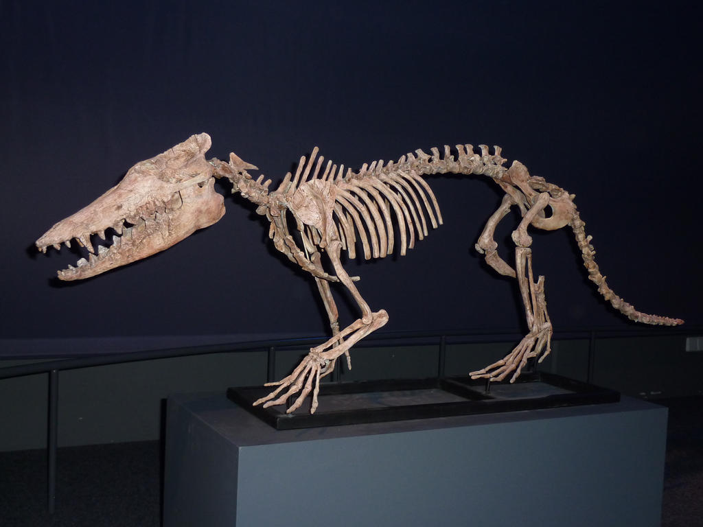 naturalis__pakicetus_by_ssjgarfield-d30onej.jpg