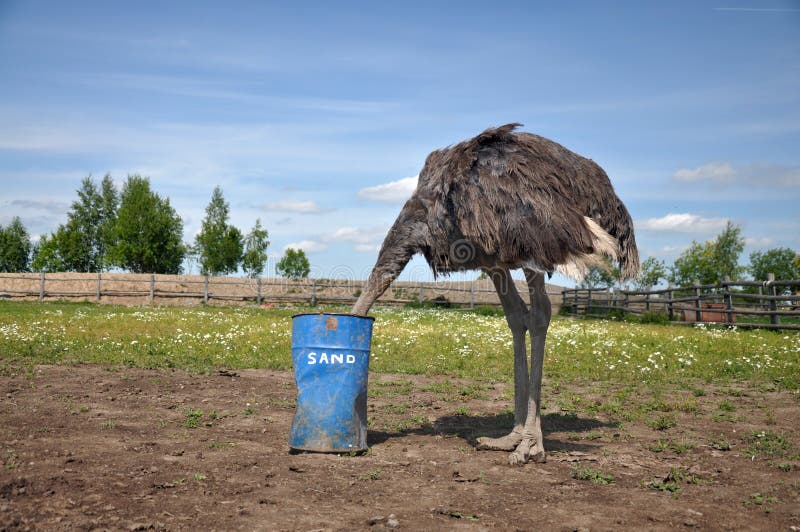 african-ostrich-hiding-its-head-sand-comic-image-59419439.jpg