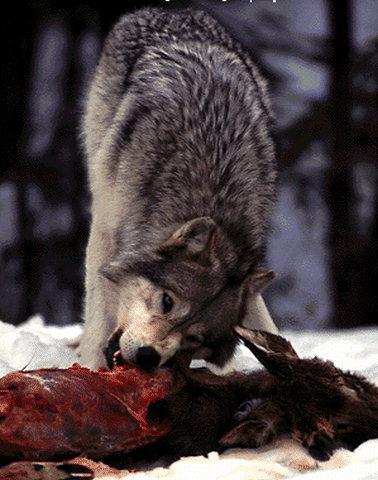 Graywolf2-Eating_deer_carrion.jpg
