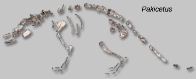 pakicetus_fossil.gif