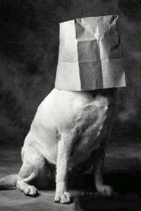 ashamed_dog_2.jpg