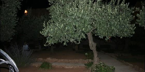 olivosuno_560x280.jpg