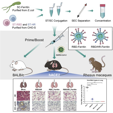 www.sciencedirect.com