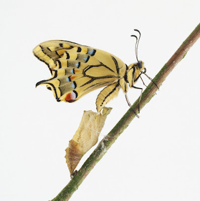 mariposa+oruga.jpg