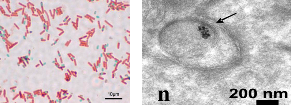 nano-sostenible.com