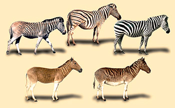 zebra_01_quaggahisres.jpg