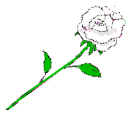 rosablan.gif