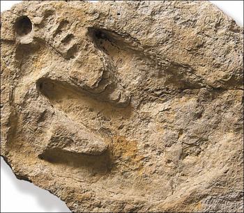 20080731DinosaurFootAlvis.jpg