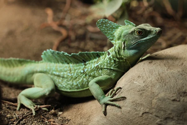 depositphotos_75059631-stock-photo-plumed-basilisk-basiliscus-plumifrons.jpg