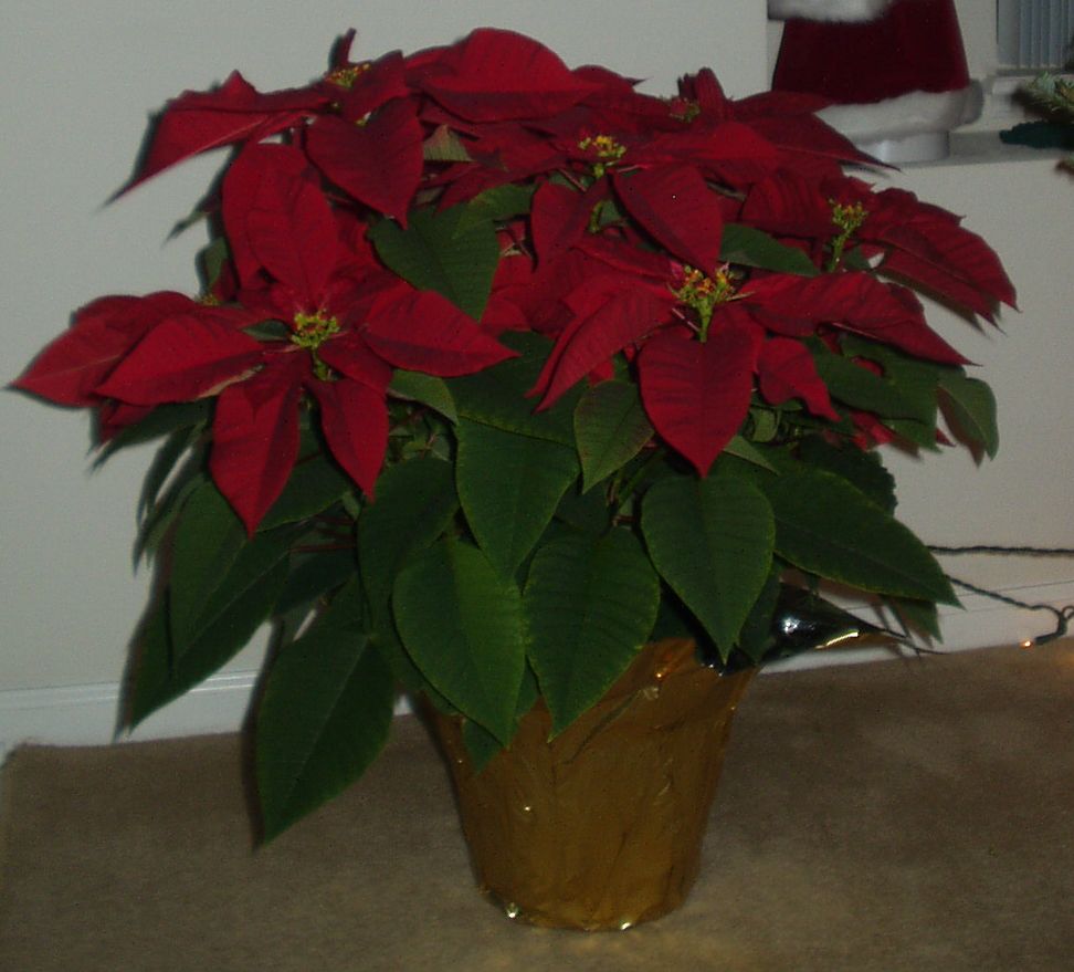 christmas-poinsettia
