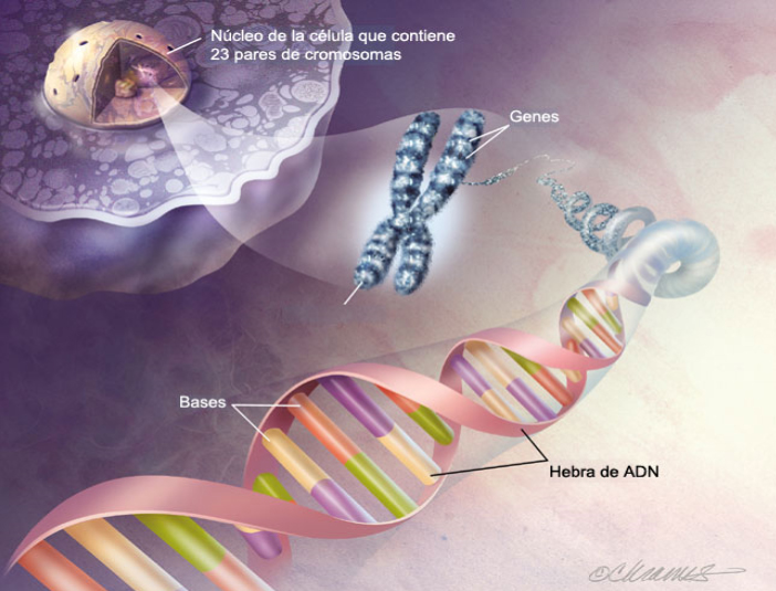celula-y-adn.jpg