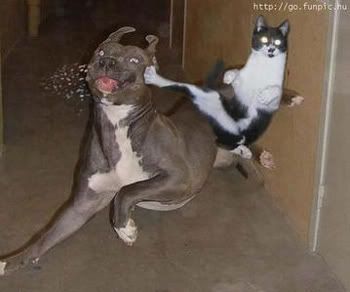 cat_vs_dog.jpg