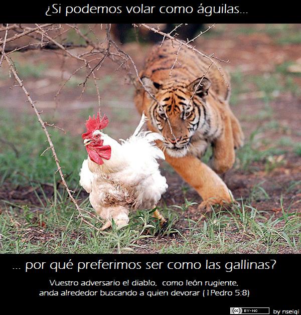 sed%2Bcomo%2B%C3%A1guilas.jpg