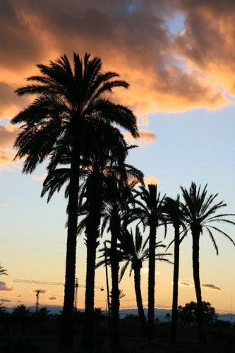 Palmeras-al-atardecer (15).jpg