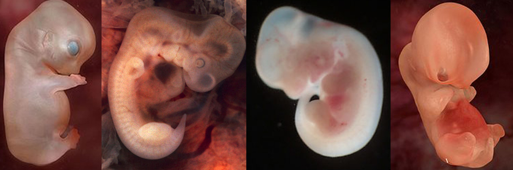 embriones1.jpg