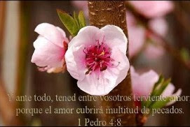 El amor cubre multitud de pecados El amor cubre multitud de pecados