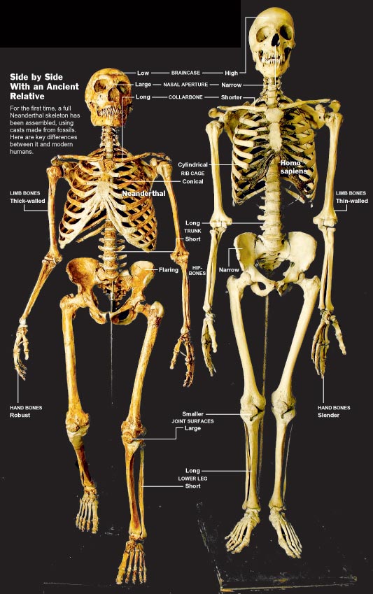 neander-human-comp.jpg